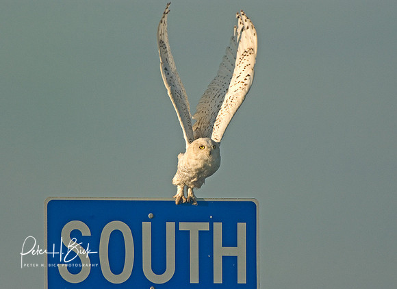 Snowy Owl 8-04 529p