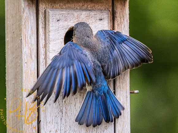 -Indiana Birds and Wildlife 2022 7151-Edit-Edit