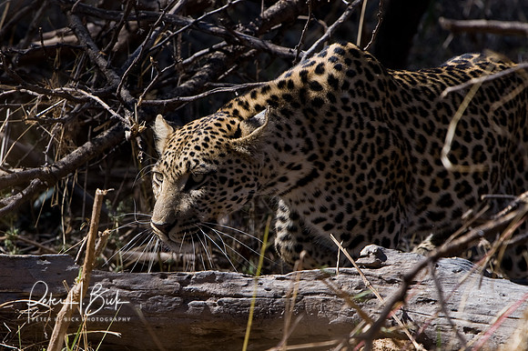 Africa 08 9134