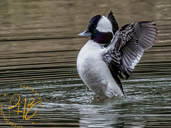 Indiana Birds 2020 0852-Edit-Edit