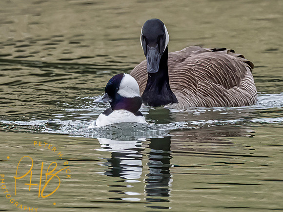 Indiana Birds 2020 0970-Edit-Edit
