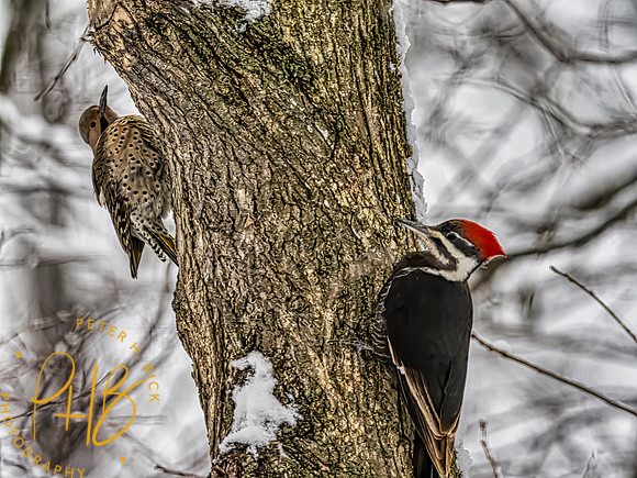 Indiana Birds 2020 0068-Edit-Edit-Edit