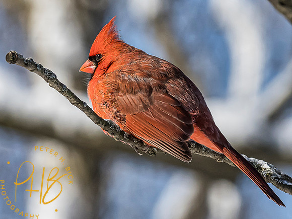 Indiana Birds 2020 0140-Edit