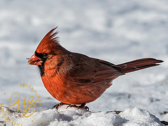 Indiana Birds 2020 0145-Edit