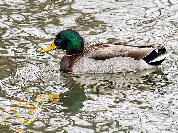 Indiana Birds 2020 0535-Edit
