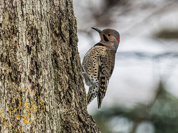 Indiana Birds 2020 0595-Edit
