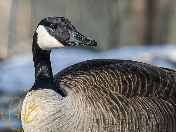 Indiana Birds 2020 0620