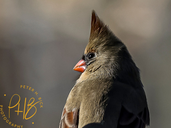 Indiana Birds 2020 0018-Edit