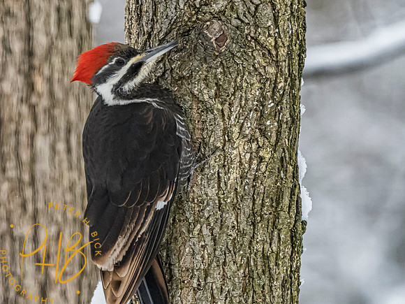 Indiana Birds 2020 0072-Edit