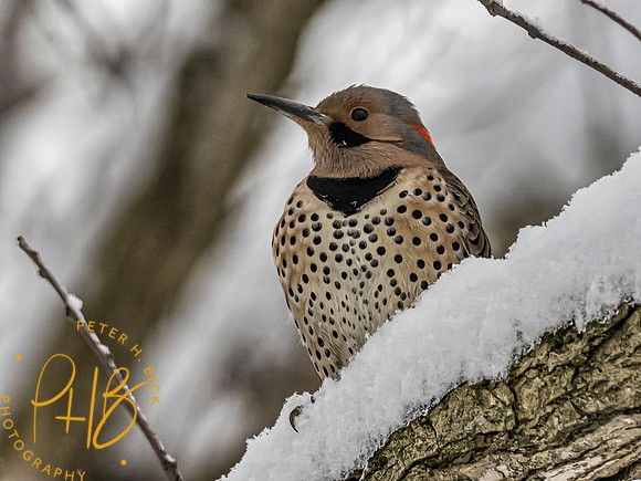 Indiana Birds 2020 0086-Edit