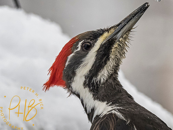 Indiana Birds 2020 0091-Edit