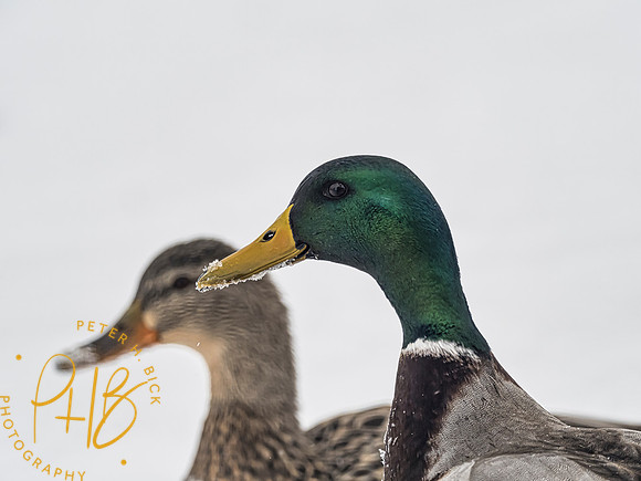 Indiana Birds 2020 0117-Edit