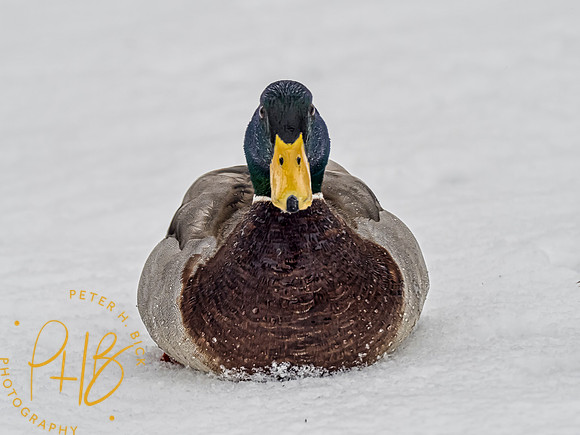 Indiana Birds 2020 0121-Edit