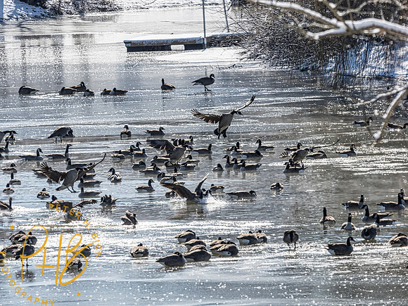 Indiana Birds 2020 0211-Edit
