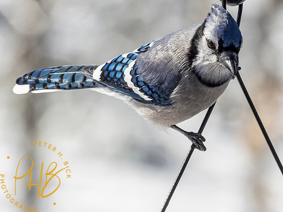 Indiana Birds 2020 0242-Edit