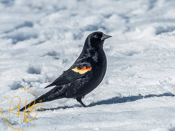 Indiana Birds 2020 0263-Edit