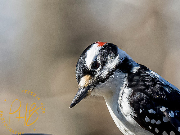 Indiana Birds 2020 0340-Edit