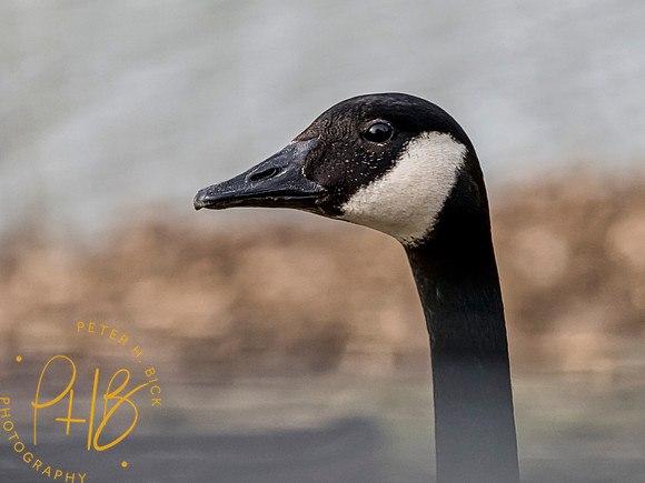 Indiana Birds 2020 0363-Edit