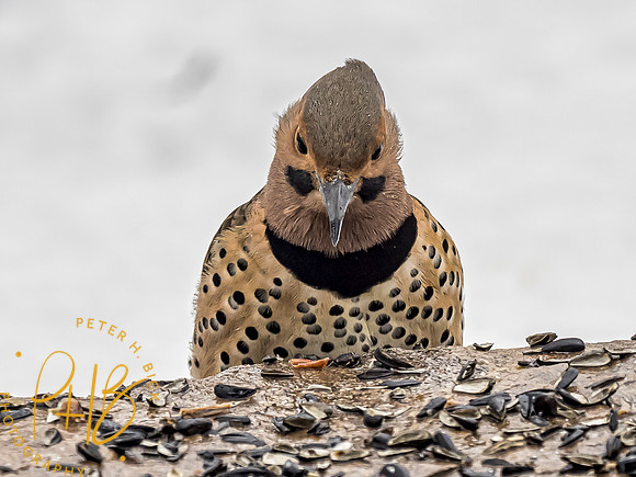 Indiana Birds 2020 0573-Edit