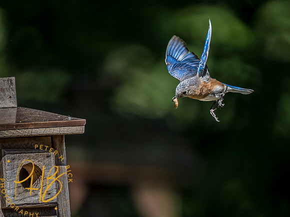 -Indiana Birds and Wildlife 2022 6584-Edit-Edit