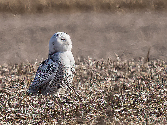 Indiana Birds and Wildlife 2021 9988-Edit-Edit-2