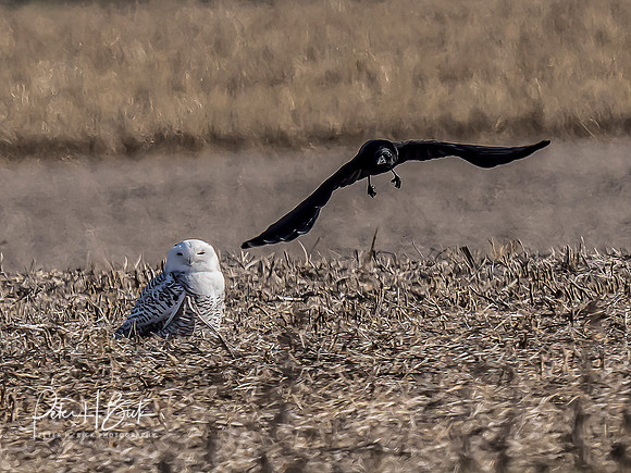 Indiana Birds and Wildlife 2021 9999-Edit-Edit