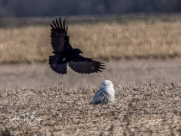 Indiana Birds and Wildlife 2021 10009-Edit-Edit-2