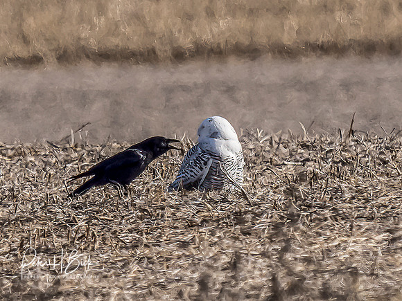 Indiana Birds and Wildlife 2021 10025-Edit-Edit