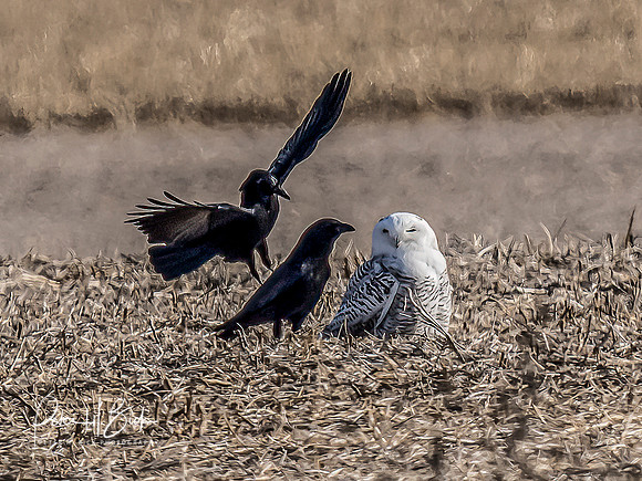 Indiana Birds and Wildlife 2021 10039-Edit-Edit-2