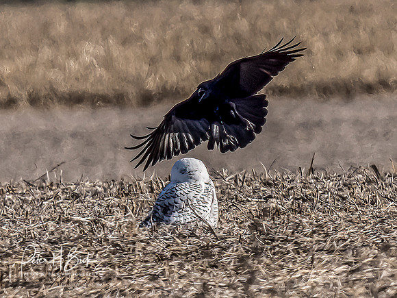Indiana Birds and Wildlife 2021 10054-Edit-Edit