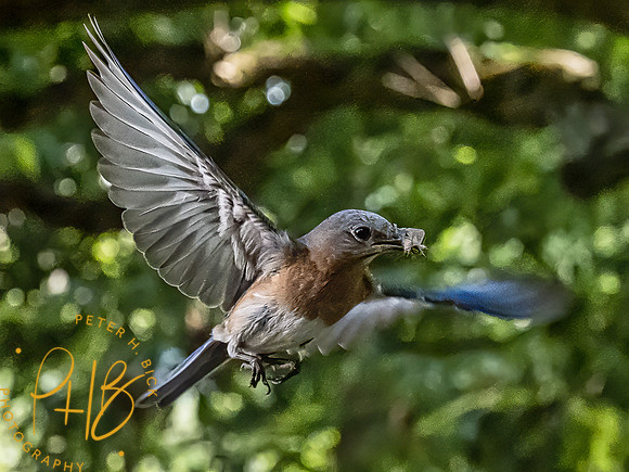 -Indiana Birds 2020 13172-Edit-Edit
