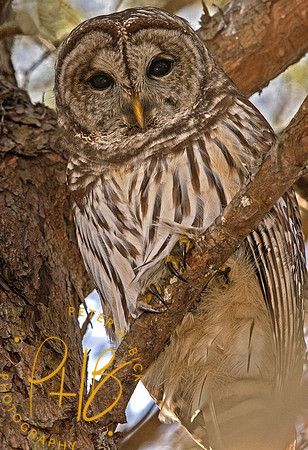 Barred Owl 03-20p2