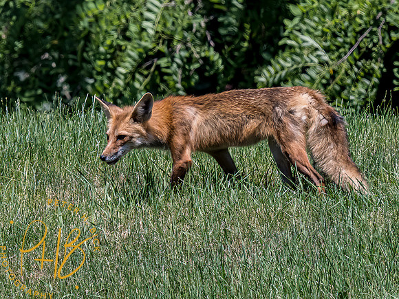 -Indiana Birds and Wildlife 2022 6449-Edit-Edit