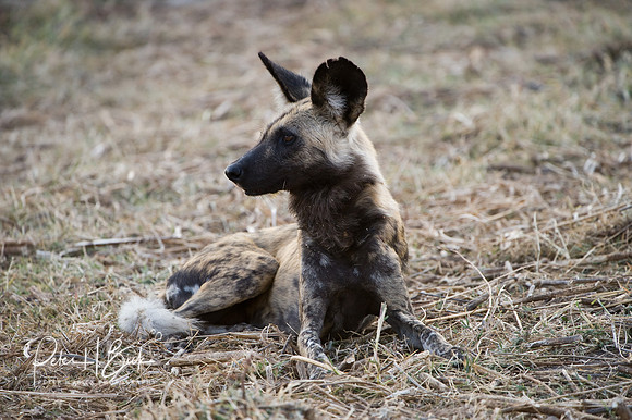 Africa 08 10962