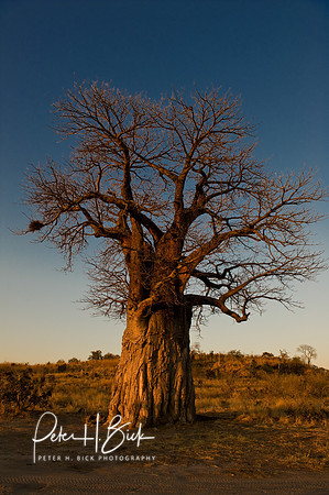 Africa 08 7668