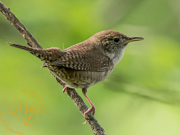 Indiana Birds and Wildlife 2024 5876-Edit