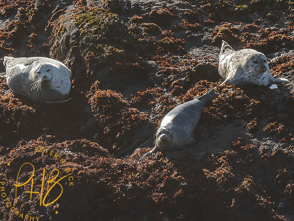 2021 Redwood NP 0013-Edit