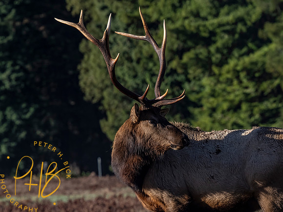 2021 Redwood NP 0055-Edit