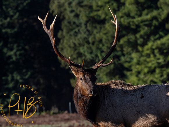 2021 Redwood NP 0064-Edit