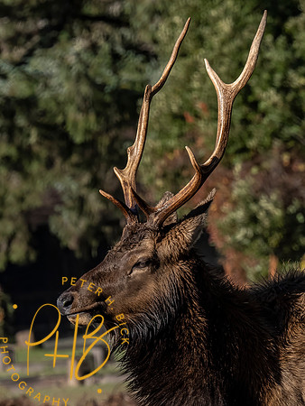 2021 Redwood NP 0074-Edit