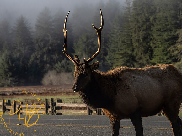 2021 Redwood NP 0112-Edit
