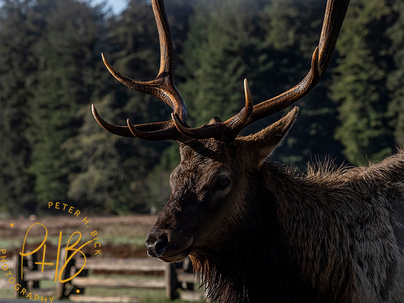 2021 Redwood NP 0158-Edit