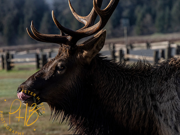 2021 Redwood NP 0283-Edit