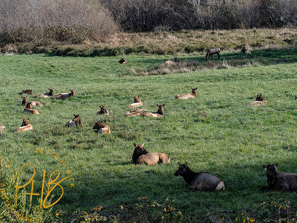 2021 Redwood NP 0293-Edit