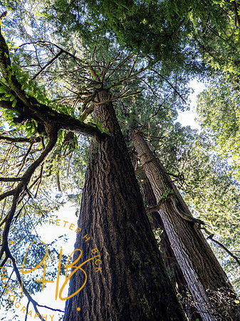 2021 Redwood NP 0328-Edit