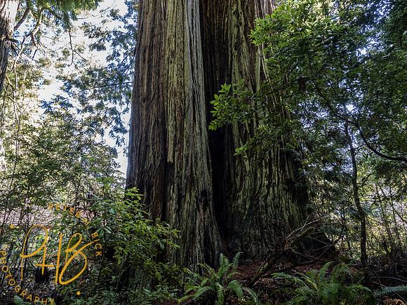 2021 Redwood NP 0331-Edit