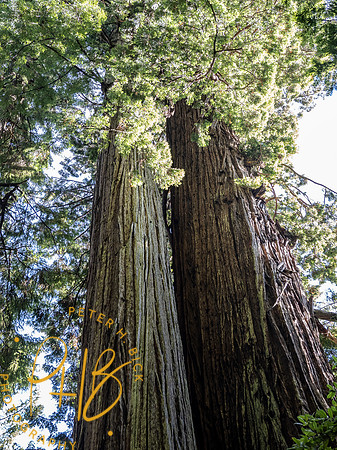 2021 Redwood NP 0333-Edit