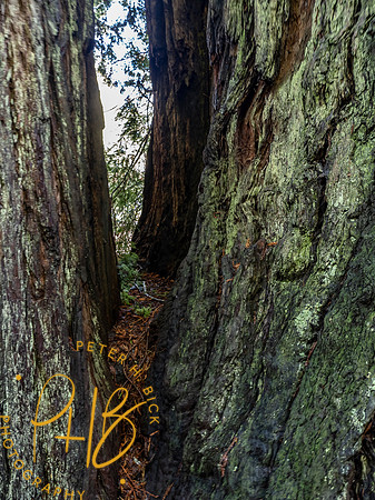 2021 Redwood NP 0335-Edit