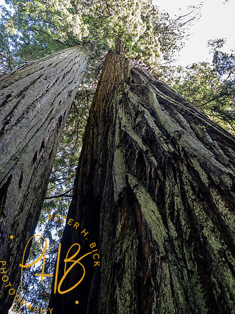 2021 Redwood NP 0337-Edit