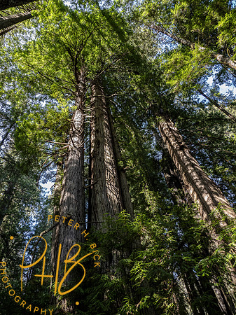 2021 Redwood NP 0342-Edit